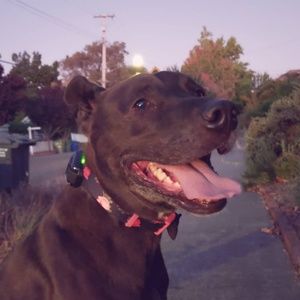 Meet your Posher, Elena marie